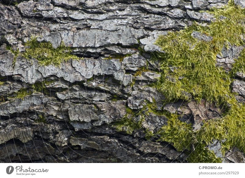 The bark is the best Tree Moss Senior citizen Tree bark Rough Green Colour photo Exterior shot