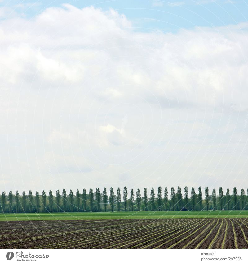 In rank and file Agriculture Forestry Landscape Sky Spring Tree Field Green Arrangement Environment Colour photo Exterior shot Pattern Deserted Copy Space left