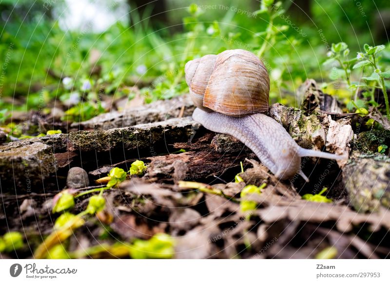 snail Environment Nature Landscape Spring Beautiful weather Bushes Moss Branch Meadow Snail Snail shell Movement Going Authentic Large Natural Curiosity Cute