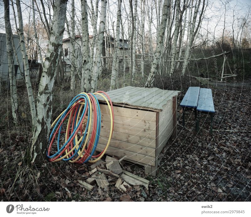 hula hoop Tree Birch tree Hula hoop Crate Shed Wood Together Gloomy Multicoloured Loneliness Uninhabited Forget Bench Colour photo Subdued colour Exterior shot