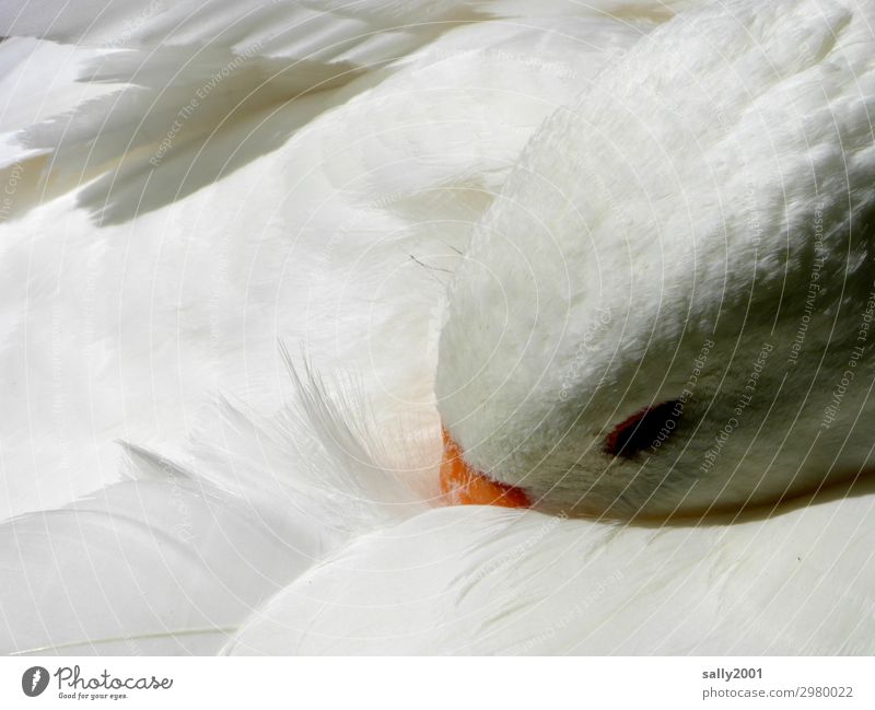 siesta Animal Farm animal Bird Goose Feather 1 Observe Lie Sleep Dream Esthetic Blonde Cuddly Soft White Contentment Safety Safety (feeling of) Calm Relaxation