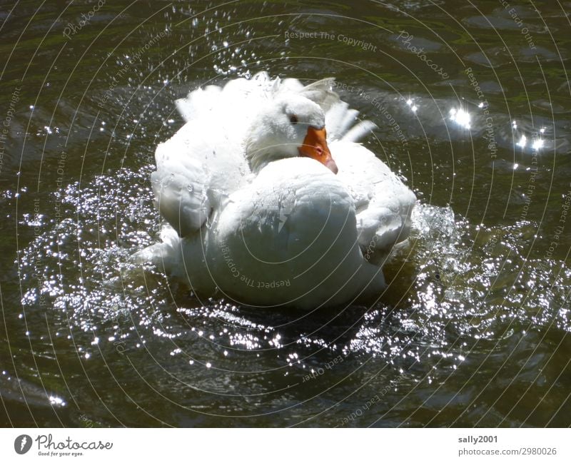 a white house goose takes a refreshing bath... Goose White Lake Water Pond bathe splash around cooling Wash neat Inject Animal Summer Wet Swimming & Bathing