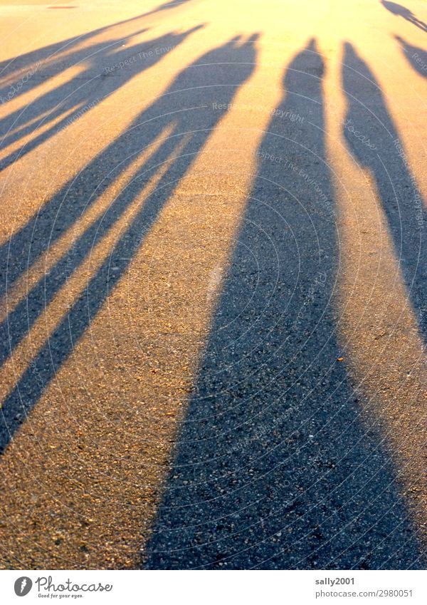 When the shadows get longer... Shadow people Asphalt Long Sunset Assembly Phenomenon group great Bright Sunlight Contrast Light gap Beautiful weather surreal