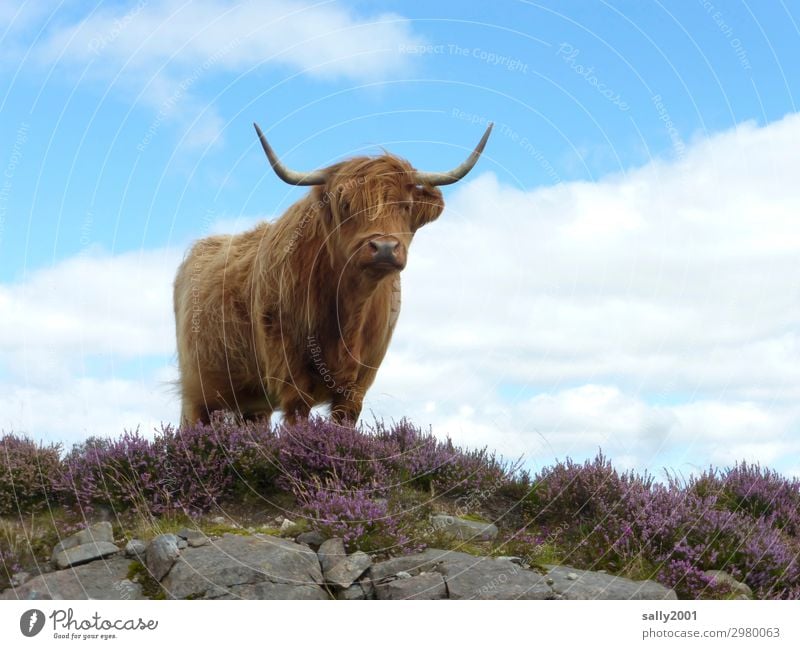 curious Scottish Highland cow... Highland cattle Scotland chill Cattle Animal Farm animal Looking into the camera Day Ruminant Curiosity Hair and hairstyles