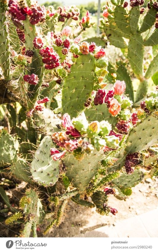 Cactus figs on Opuntie Fruit Vegetarian diet Summer Nature Plant Earth Garden Park Blossoming Growth Exotic Bright Thorny Dry Green Pink Fig cactus