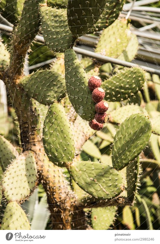 prickly pears Fruit Nature Plant Cactus Growth Thorny Green Pink Fig cactus Planning Cactus fig Greenhouse Botany Opuntia Echinocarpa Colour photo Exterior shot