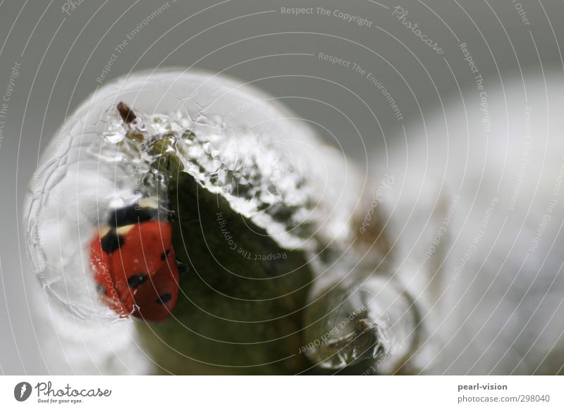 icebug Nature Winter Ice Frost Beetle Ladybird Freeze Colour photo Exterior shot Close-up Copy Space top Shallow depth of field
