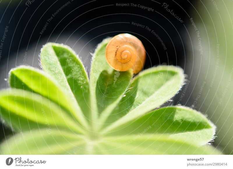 Snail shell on green stuff Plant Animal Summer Leaf Small Brown Green Black Back-light Landscape format Close-up Macro (Extreme close-up) Colour photo