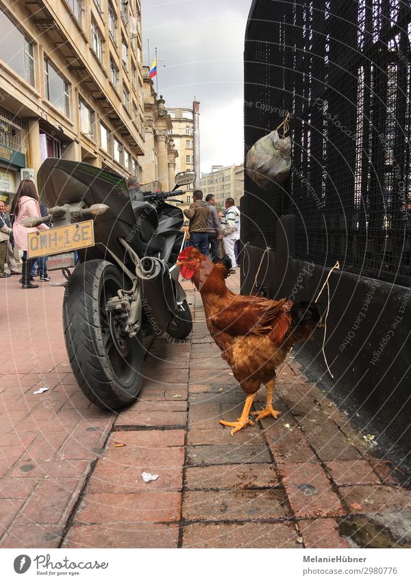 Chicken Street Scene in Bogota Columbia Animal Farm animal 1 Authentic Barn fowl Colombia Travel photography Vacation & Travel Motorcycle Colour photo