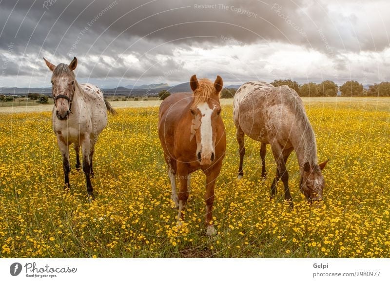 Three horses in a sunny day Beautiful Freedom Summer Couple Partner Landscape Animal Sky Clouds Storm Grass Park Meadow Horse Herd Love Thin Wild Brown Green