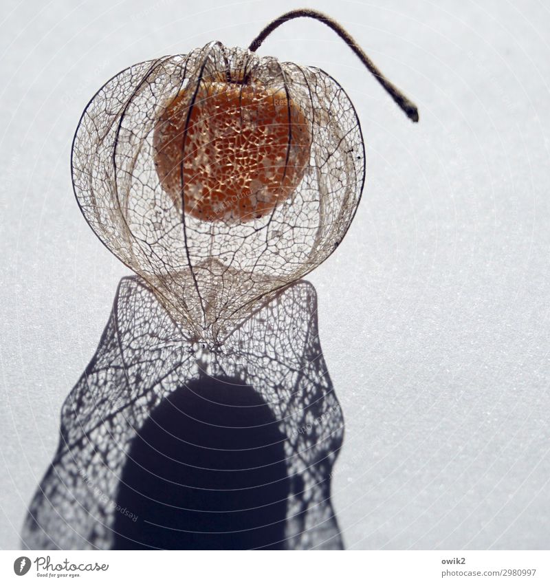silk Fruit Physalis Healthy Delicious Stalk Sheath Transparent Colour photo Exterior shot Close-up Detail Pattern Structures and shapes Deserted