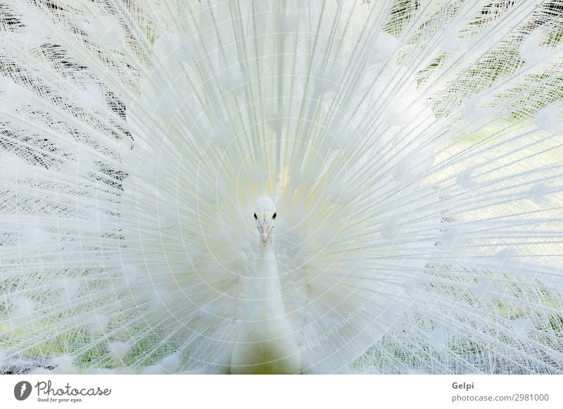 Amazing white peacock opening its tail Elegant Exotic Beautiful Man Adults Zoo Nature Animal Bird Wing Bright Natural Wild White Romance Pride Colour Pure