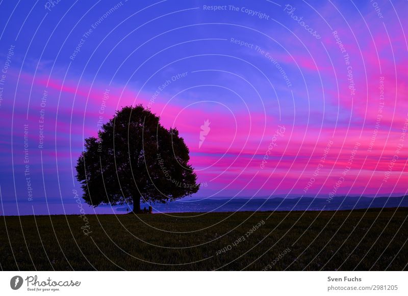 Tree on field against sky at sunset Calm Nature Landscape Plant Horizon Grass Field Blue Violet Red Idyll Target Sunset Lake Constance Sky Beauty in nature