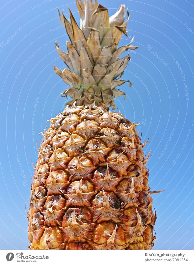 Low angle view of ripe pineapple on pastel blue sky background Candy Picnic Organic produce Sky Exotic Joy Happiness Cool (slang) Determination Pineapple Fruit