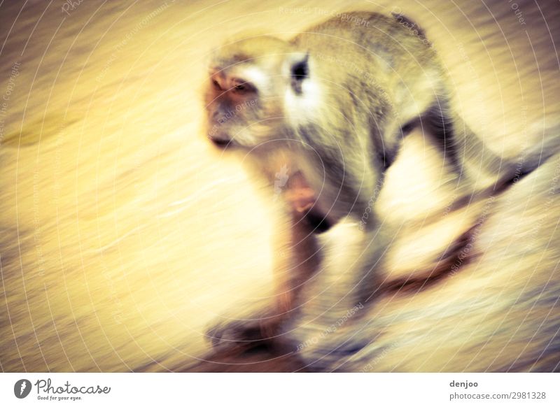 monkey Walking Exotic Asia travel Malaya Batu Caves Exterior shot Motion blur