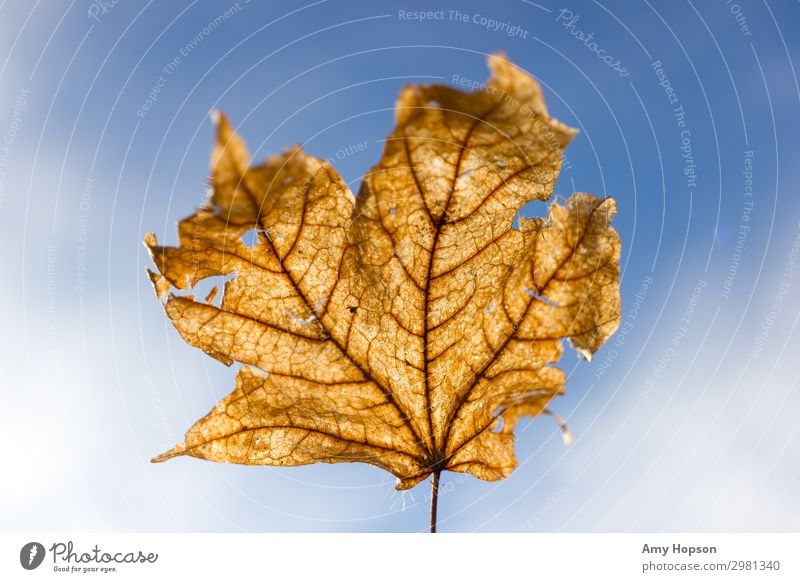 Dried leaf against blue sky background Nature Plant Sky Sunlight Autumn Winter Beautiful weather Tree Leaf Observe Discover Looking Dream Free Uniqueness