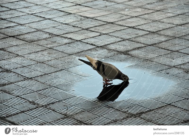 "Salud!" Water Beautiful weather Park Animal Wild animal Bird Pigeon Wing 1 Drinking Puddle Paving stone Thirst-quencher Thirsty Floor covering Colour photo