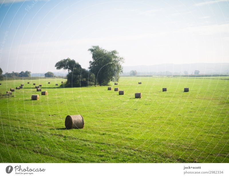 green expanse Summer Landscape Cloudless sky Beautiful weather Tree Meadow Oder Bale of straw Authentic Free naturally Warmth Moody Peaceful Freedom Idyll