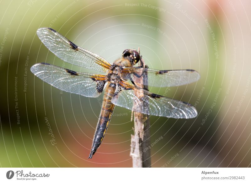nitwit Animal Wild animal Wing Dragonfly Dragonfly wings Observe Flying To feed Wait Love of animals Beginning Freedom Dream Pond Colour photo Exterior shot Day