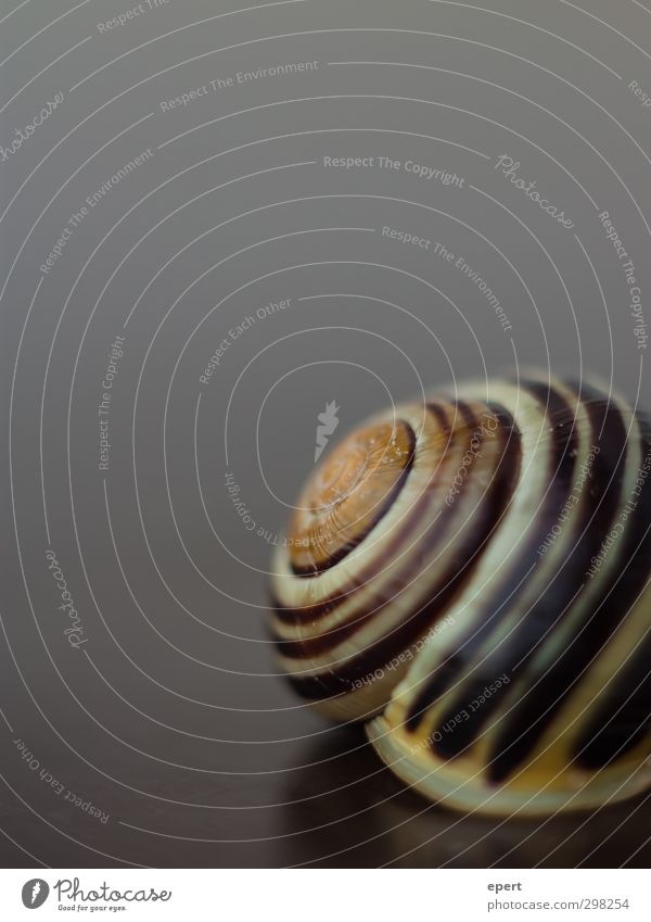 At home Animal Snail 1 Wait Living or residing Esthetic Round Protection Patient Calm Hide Colour photo Close-up Deserted Copy Space top Neutral Background