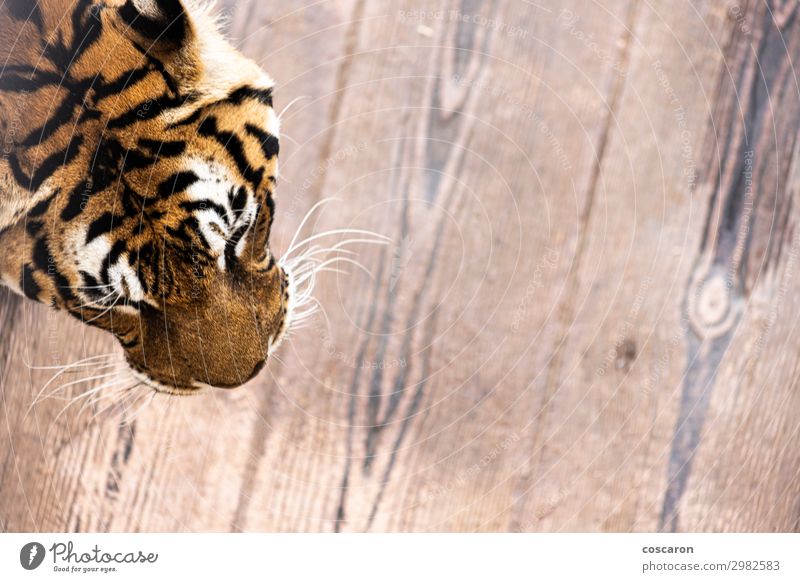 Air view of a tiger head on a cage Elegant Beautiful Skin Face Vacation & Travel Tourism Adventure Nature Animal Park Wild animal Cat Animal face Zoo 1 Wood