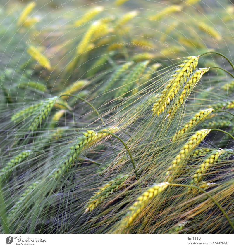 Cornfield, immature Plant Barley Field Yellow Gray Green Maturing time Harvest Spring Awn Ear of corn Growth Immature Agriculture Barbed hook Curved