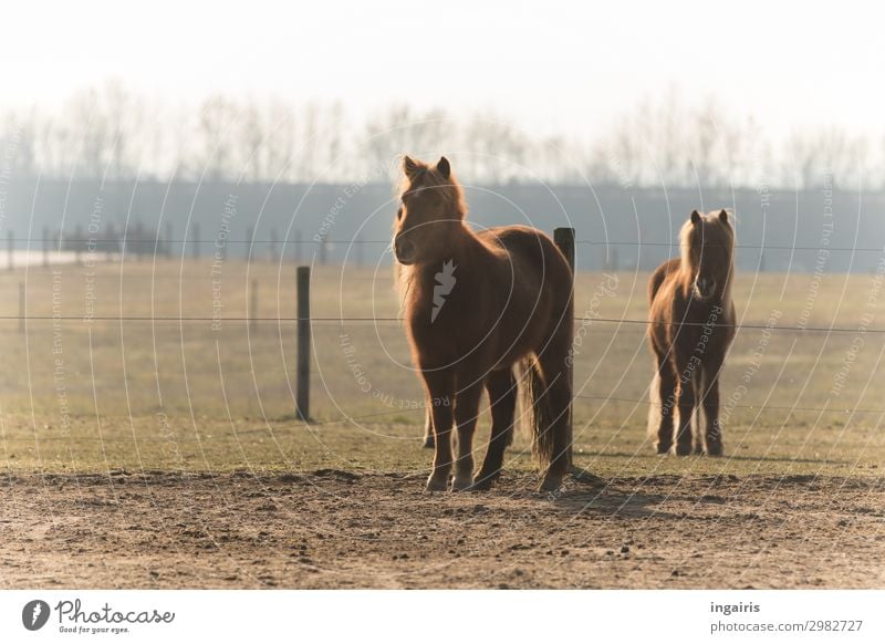 Waiting for food Nature Landscape Tree Pasture Animal Farm animal Horse Pelt Iceland Pony 2 Observe Looking Stand Friendliness Beautiful Natural Curiosity Brown