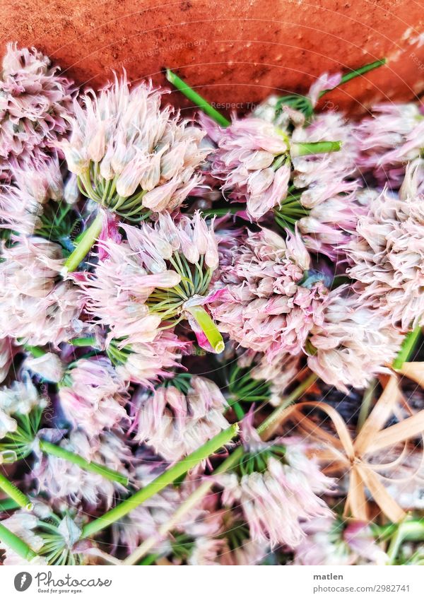 leek blossoms Plant Blossom Agricultural crop Blossoming Brown Green Pink White Faded Cut Colour photo Exterior shot Pattern Structures and shapes