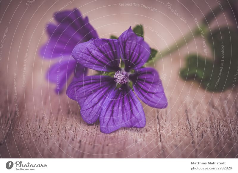 mallow blossom on a table Environment Nature Plant Summer Blossom Wood Blossoming Fragrance Brown Violet Colour photo Subdued colour Exterior shot