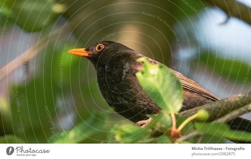 Blackbird in the sunshine Nature Animal Sky Sunlight Beautiful weather Tree Leaf Twigs and branches Wild animal Bird Animal face Wing Claw Beak Eyes Feather