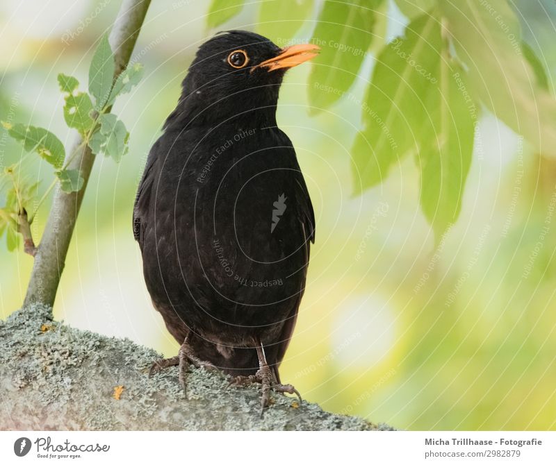 Blackbird in the sunshine Nature Animal Sunlight Beautiful weather Tree Leaf Twigs and branches Wild animal Bird Animal face Wing Claw Head Beak Eyes Feather