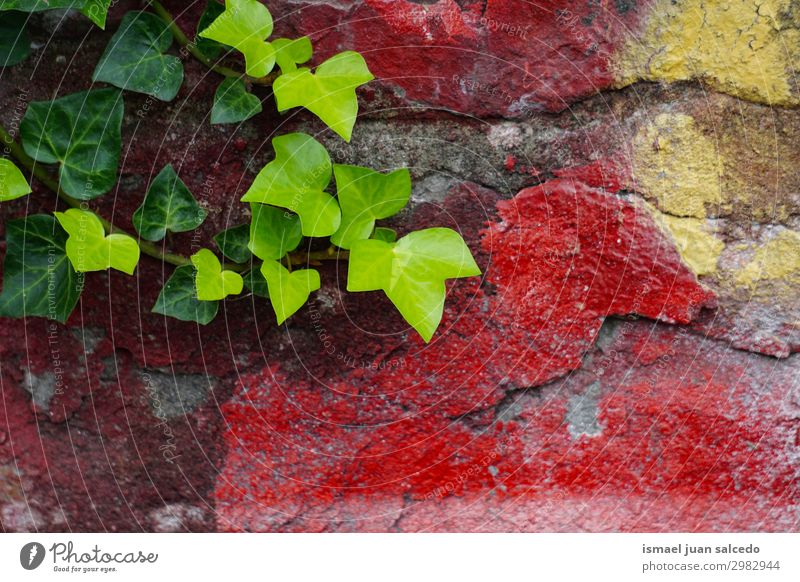 green leaves on the red wall Colour Red Leaf Multicoloured Consistency Pattern Stone Broken Architecture Structures and shapes Neutral Background Abstract Old