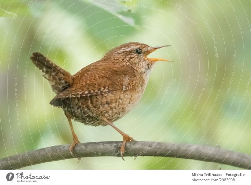 Singing Wren Nature Animal Sunlight Beautiful weather Tree Leaf Twigs and branches Wild animal Bird Animal face Wing Claw wren Head Beak Eyes Feather Plumed 1