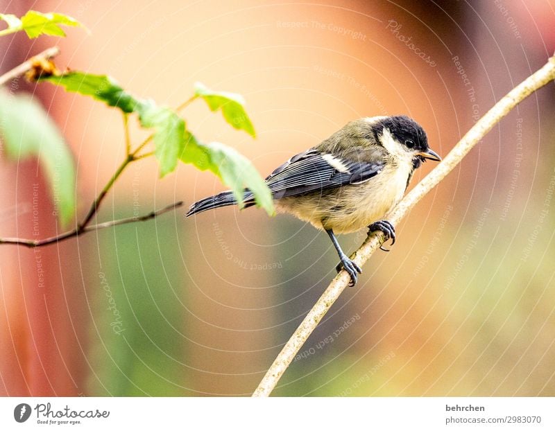 Little Tit Tree Leaf Forest Wild animal Bird Animal face Wing Tit mouse Feather Beak Claw Fantastic Beautiful Small Branch To hold on Flying Freedom