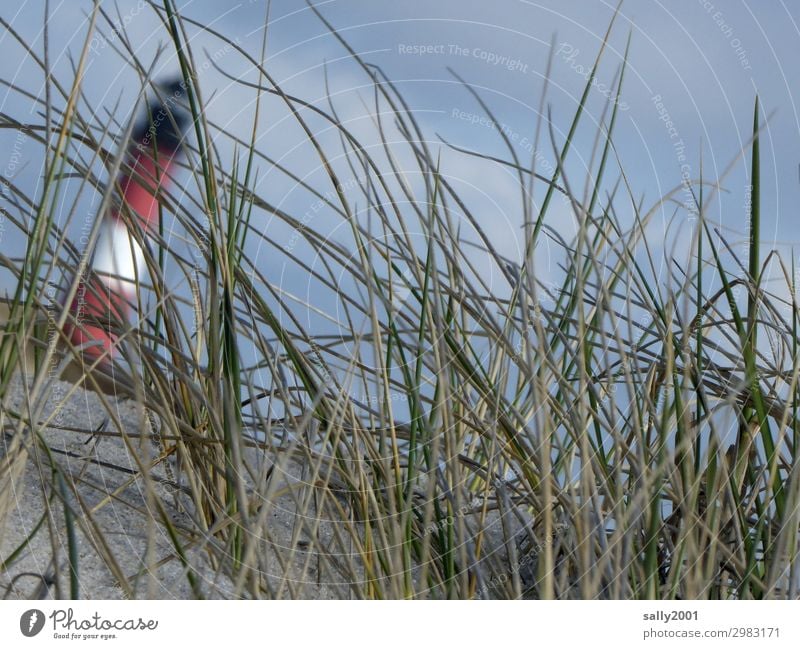 biased Marram grass Grass Lighthouse slanting Sand tilted position obliquely blurred Blue sky North Sea dune Coast Beach tip over Tumble down Slate tower Sylt