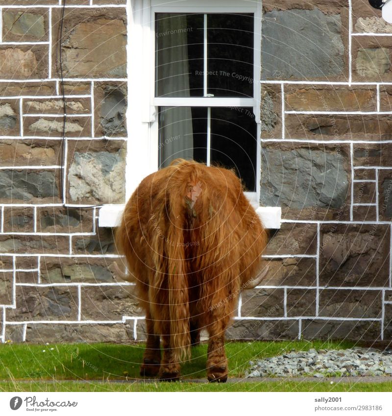Anybody home...? Scotland House (Residential Structure) Detached house Wall (barrier) Wall (building) Window Animal Farm animal Cow Pelt Highland cattle