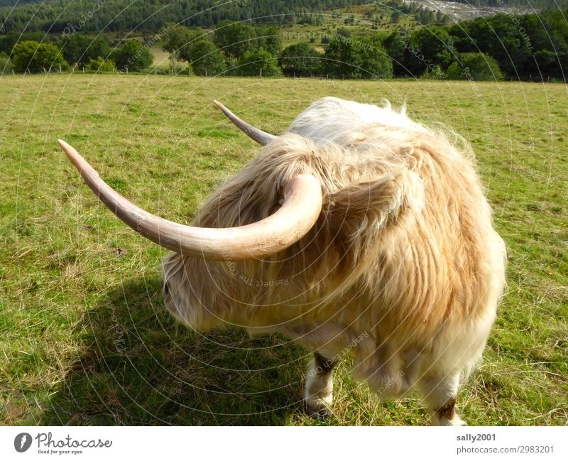 ...and take to the horns with a flourish... Cattle highland cattle Highland cattle Animal peak Swing Spirited Pelt fluffy Willow tree Bright Blonde Dangerous
