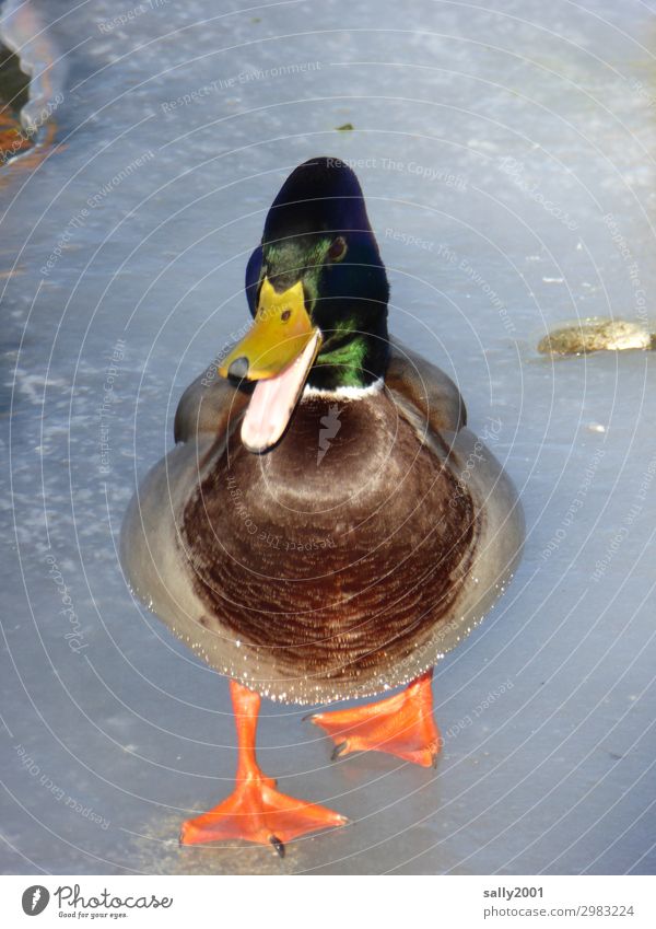 duck on ice... Winter Ice Frost Lake Animal Wild animal Duck 1 Going To talk Brash Communicate Duck bill Quack Frozen surface Skid Smoothness Colour photo