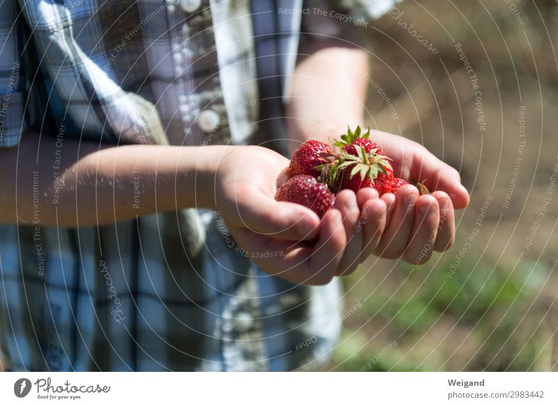 strawberry happiness Parenting Kindergarten Child Eating Organic produce Harvest Strawberry Summer Slow food Colour photo Exterior shot Copy Space right