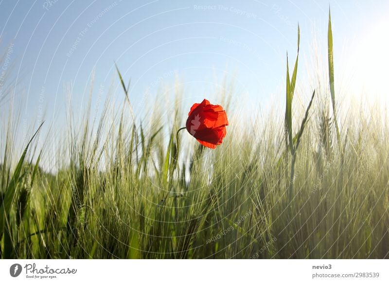 Poppy blossom in a cereal field Environment Landscape Sunlight Spring Summer Weather Beautiful weather Warmth Sustainability Natural Green Red Spring fever