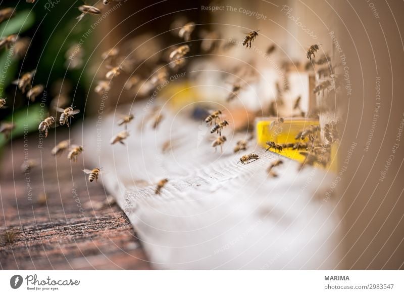 honeybee Apis mellifera Apoidea Biene; bee; Apiformes Bienen; bees; Apidae Bienenhaus Bienenstock Blütenstaub; pollen Echte Bienen; real bee; Apidae Honey