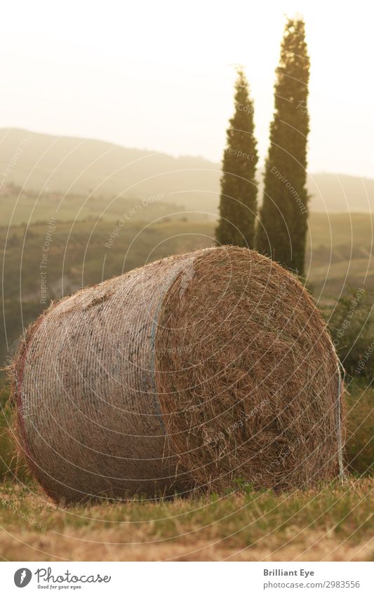 golden hay bale Vacation & Travel Summer Agriculture Forestry Nature Warmth Tree Field Fragrance Simple Gigantic Round Soft Yellow Italy Tuscany Cypress