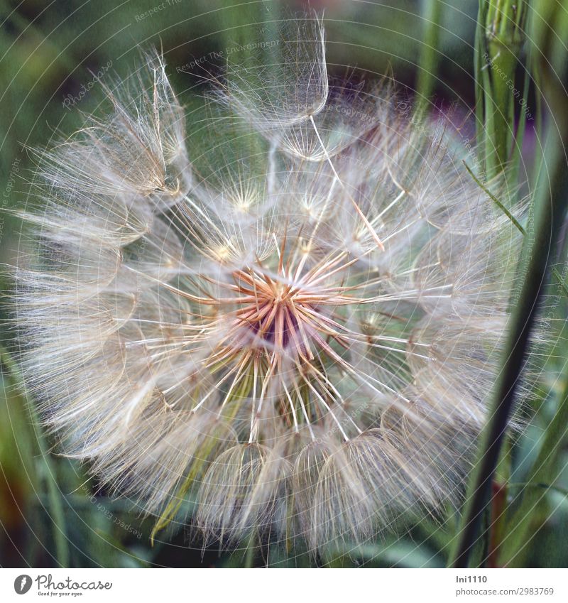 Dandelion, huge Nature Plant Spring Beautiful weather Wild plant Meadow Salsify Field Blue Brown Yellow Gray Green Pink Black White Margin of a field Parachute