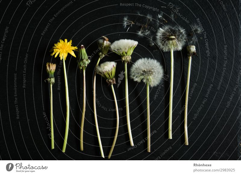 Flatlay dandelion Nature Plant Blossom Change flatlay Still Life Subdued colour Interior shot Deserted Bird's-eye view Wide angle