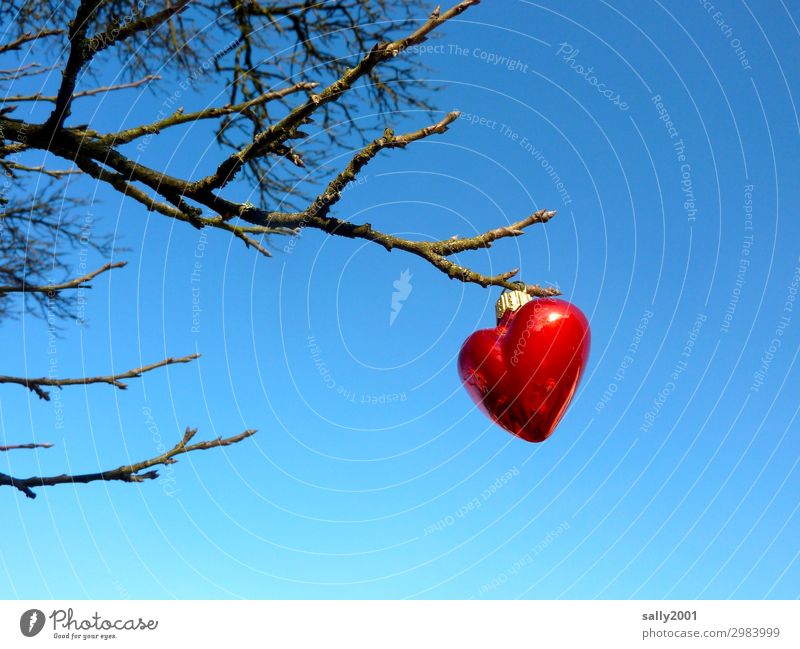 valuable declaration of love... Cloudless sky Winter Tree Heart Exceptional Sympathy Love Infatuation Romance Glitter Ball Red Hang Hang up Branch