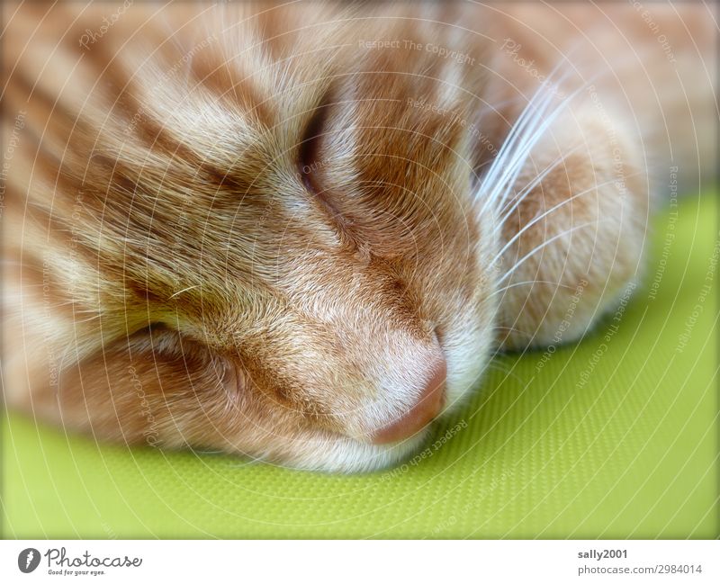 sleep in... Animal Pet Cat Animal face Whisker Nose 1 To enjoy Sleep Beautiful Cute Red Serene Calm Contentment Trust Fatigue Cushion Cozy Soft Colour photo