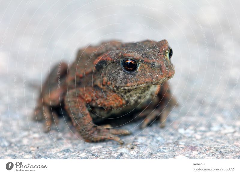 Little Toad Environment Nature Animal Frog 1 Sit Wait Dark Small Near Natural Brown Gray Painted frog Toad migration Frogs Worm's-eye view Stone floor Subsoil