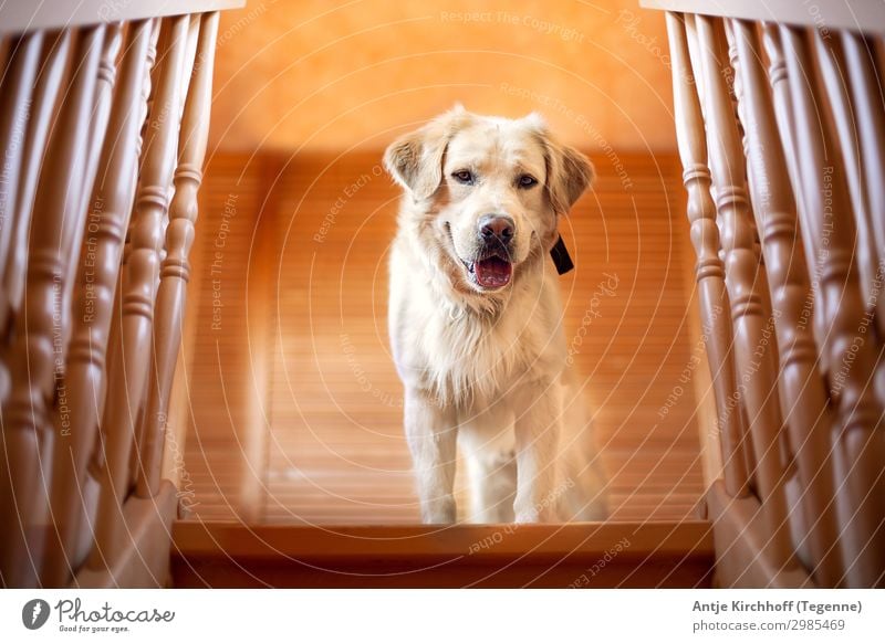 Dog, Labrador standing on the stairs Blonde golden retriver pretty Pelt cute