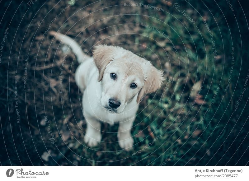 Labrador, Golden Retriver puppy Dog Puppy golden retriver goldie Blonde cute Cute Small