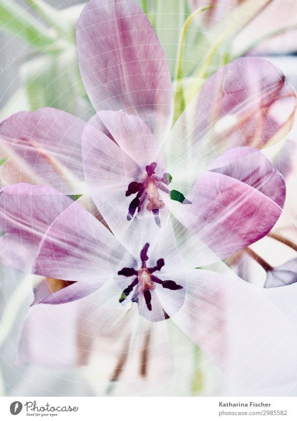 Tulips double exposure Nature Plant Spring Summer Autumn Winter Leaf Blossom Bouquet Blossoming Multicoloured Green Violet Pink Black White Tulip blossom